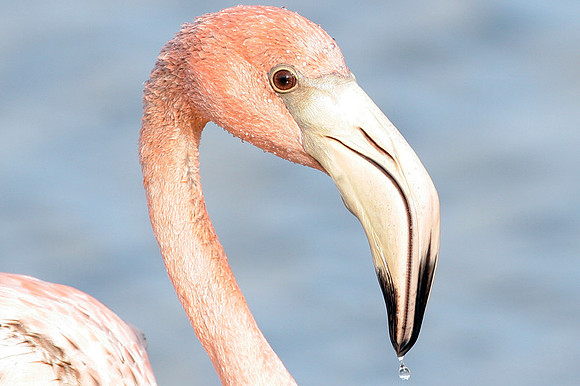 American Flamingo (Phoenicopterus ruber)