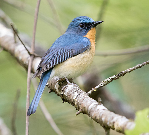 Hill blue flycatcher (Cyornis banyumas) Male
