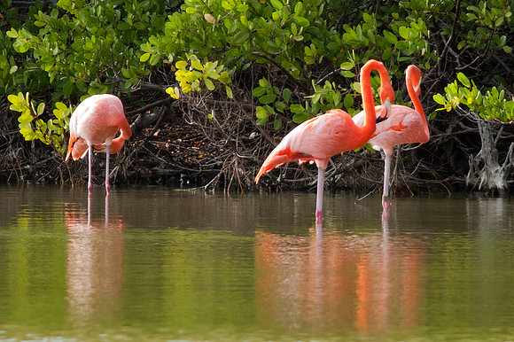 Greater Flamingo (Phoenicopterus roseus)