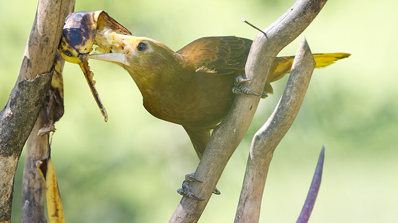 Russet-backed Oropendola (Psarocolius angustifrons)