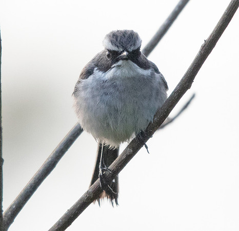 Grey bush chat (Saxicola ferreus)