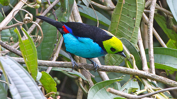 Paradise Tanager (Tangara chilensis)