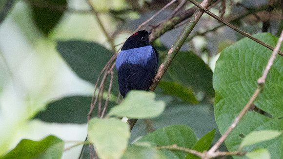 Yungas Manakin (Chiroxiphia boliviana)