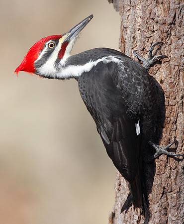 Pileated Woodpecker (Dryocopus pileatus) male