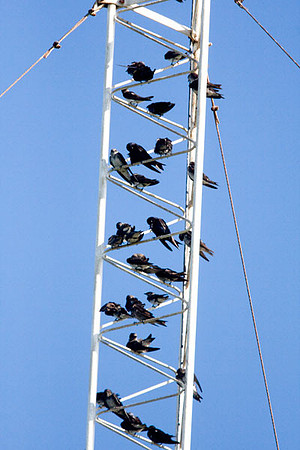 Purple Martin (Progne subis)