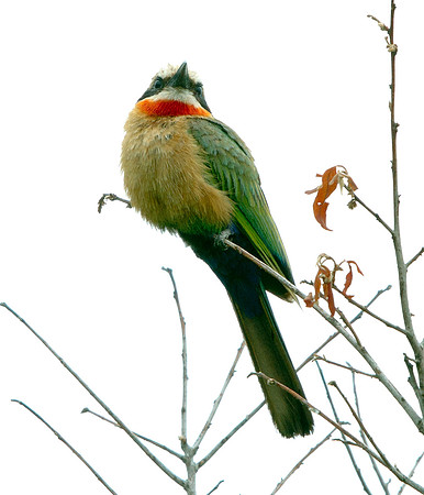 White-fronted Bee-eater (Merops bullockoides)
