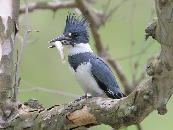 Belted Kingfisher (Megaceryle alcyon) male