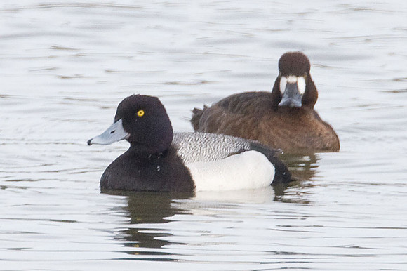Lesser Scaup (Aythya affinis) male and female