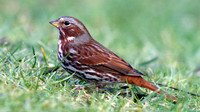 Fox sparrow (Passerella iliaca)