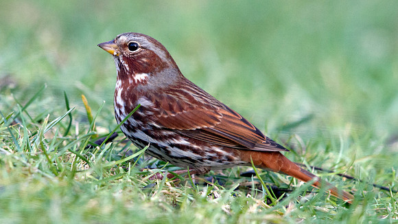 Fox sparrow (Passerella iliaca)