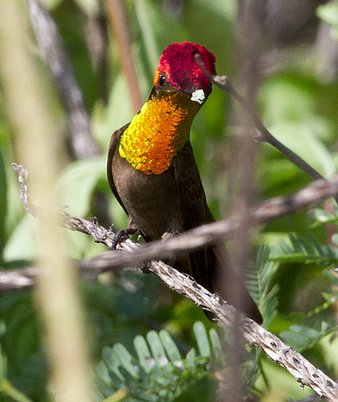Ruby-topaz Hummingbird (Chrysolampis mosquitus) male