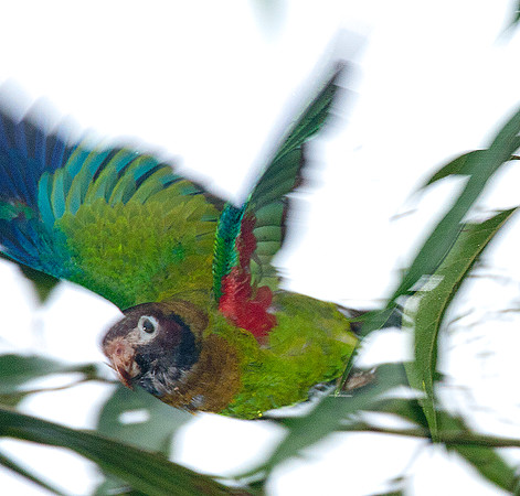 Brown-hooded Parrot (Pyrilia haematotis)