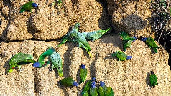 left: Mealy Parrot (Amazona farinosa) center: Blue-headed Parrot (Pionus menstruus) lower right: Orange-cheeked Parrot (Pyrilia barrabandi)