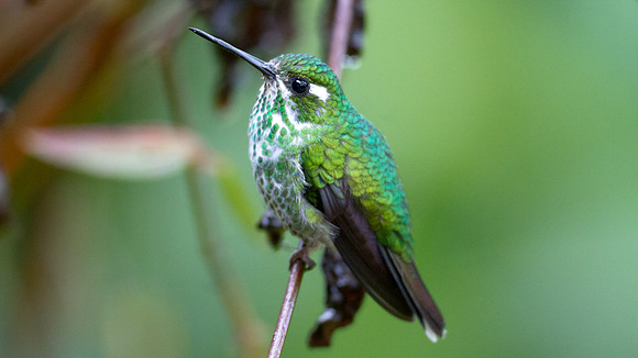 Purple-bibbed Whitetip (Urosticte benjamini)