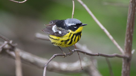 Magnolia Warbler (Dendroica magnolia)