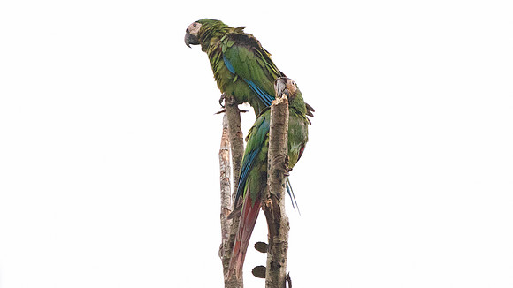 Chestnut-fronted Macaw (Ara severus)