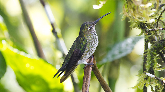 Many-spotted Hummingbird (Taphrospilus hypostictus)
