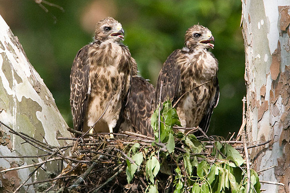 Red-shouldered Hawk (Buteo lineatus) juvenile