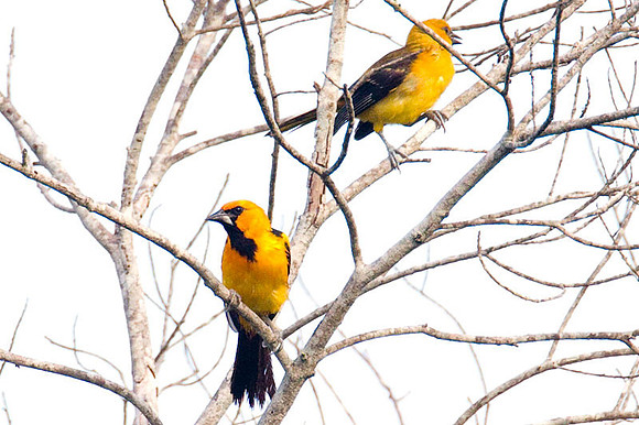 Altamira Oriole (Icterus gularis) male, Hooded Oriole (Icterus cucullatus) female