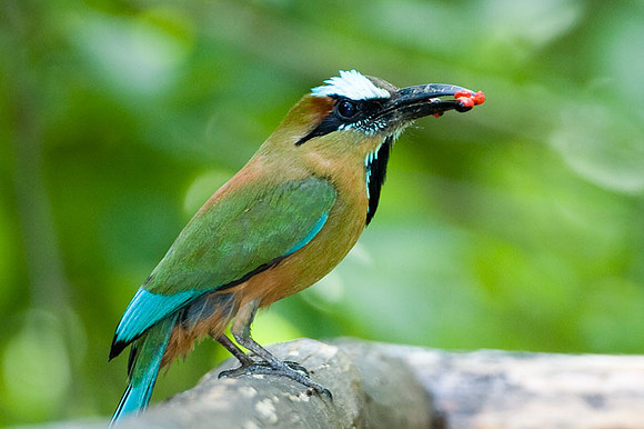 Turquoise-browed Motmot (Eumomota superciliosa)