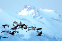 Sandhill Cranes (Grus canadensis)