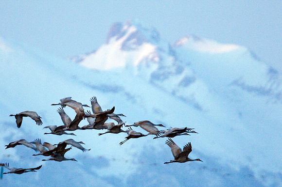 Sandhill Cranes (Grus canadensis)