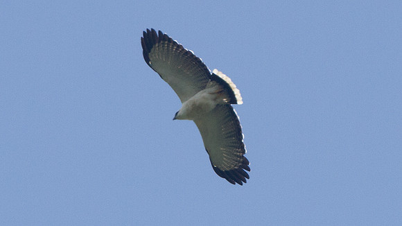 White Hawk (Leucopternis albicollis)