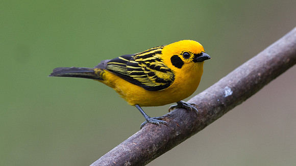 Golden Tanager (Tangara arthus)