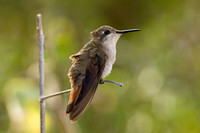 Hummingbird ?