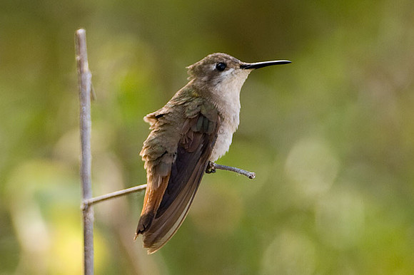 Hummingbird ?