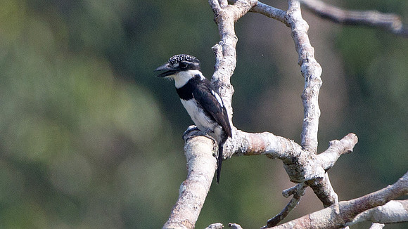 Pied Puffbird (Notharchus tectus)