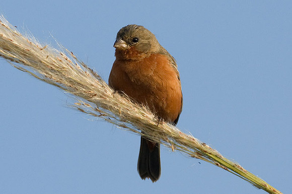 Ruddy-breasted Seedeater (Sporophila minuta)