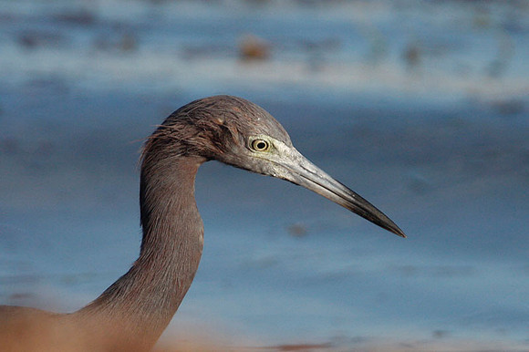 Little Blue Heron (Egretta caerulea)