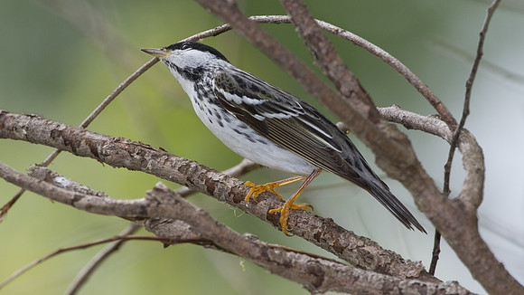 Blackpoll Warbler (Dendroica striata)