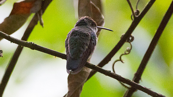 White-bellied Hummingbird (Amazilia chionogaster) or Green-and-white Hummingbird (Amazilia viridicauda)