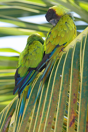 Nanday Parakeet (Nandayus nenday) also known as the Black-hooded Parakeet or Nanday Conure