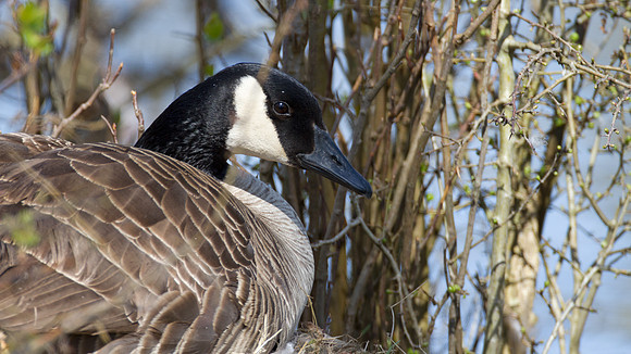 Canada Goose (Branta canadensis)