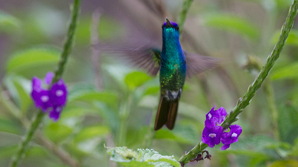 Golden-tailed Sapphire (Chrysuronia oenone)