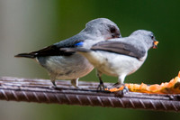 Plain-coloured Tanager (Tangara inornata) male and female