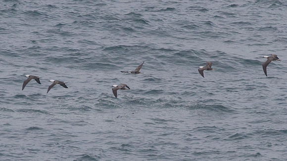 Peruvian Booby (Sula variegata)