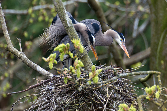 Great Blue Heron (Ardea herodias)
