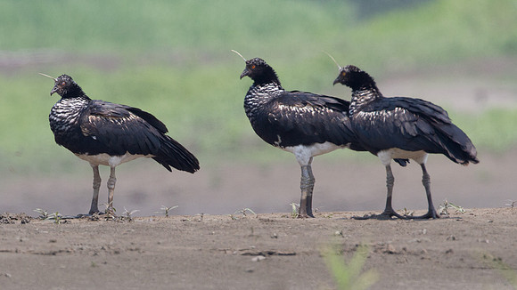 Horned Screamer (Anhima cornuta)