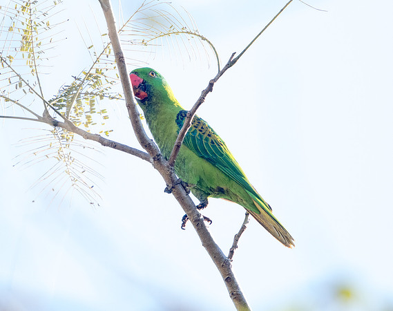 Blue-naped parrot (Tanygnathus lucionensis)