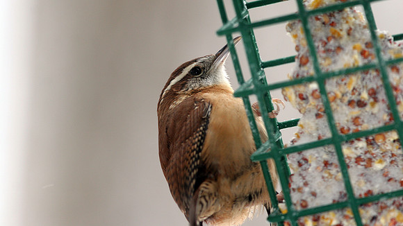 Carolina Wren (Thryothorus ludovicianus)