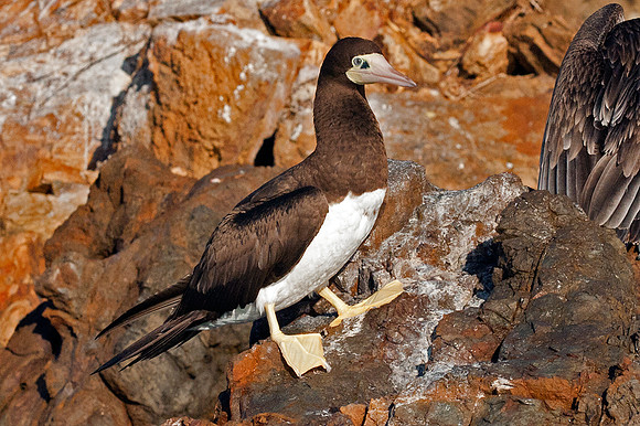 Brown Booby (Sula leucogaster)