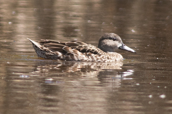Blue-winged Teal (Anas discors) female