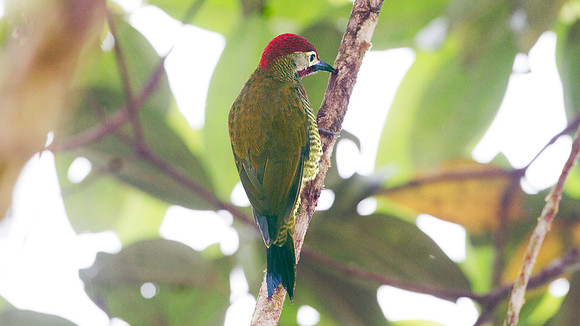 Golden-olive Woodpecker (Colaptes rubiginosus)