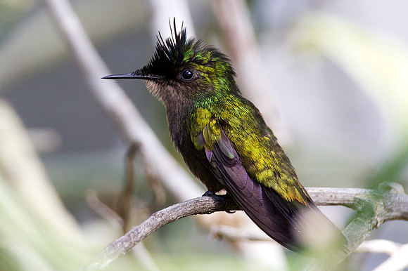 Antillean Crested Hummingbird (Orthorhyncus cristatus)