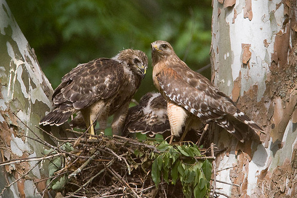 Red-shouldered Hawk (Buteo lineatus) adult and juvenile