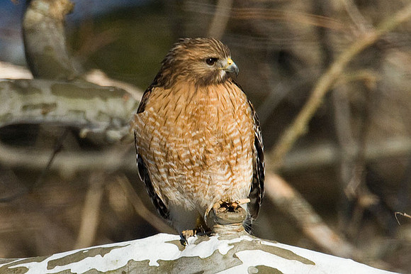 Red-shouldered Hawk (Buteo lineatus)